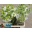 product/img.floraplaza.nl/LSCASCOW6-LIVE_fotos-0x7468C7663E6D5E24C46D2BE3FD7D92D2FB92E957.jpg