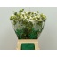 product/img.floraplaza.nl/LSCASCOW6-LIVE_fotos-0xA8096FF2FFC230E113B9B3B288C3269B9E0A62B4.jpg