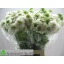 product/img.floraplaza.nl/LSCASCOW6-LIVE_fotos-0xC3CF7F408B34F0F55C1C37783EA15425A36A3AE6.jpg