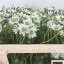 product/img.floraplaza.nl/LSCASCOW6-LIVE_fotos-0xC82E214692D19129FB0BAAFD3B10D24B69FBE550.jpg