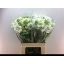 product/img.floraplaza.nl/LSCASCOW6-LIVE_fotos-0xCBDDC1D9219AF8D0ABA79F41E373B536EC8C6B6C.jpg