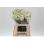 product/img.floraplaza.nl/LSCASCOW6-LIVE_fotos-0xE607834E496C605B3D2E3448FE1479EE1651B811.jpg