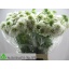 product/img.floraplaza.nl/LSCASCOW6-LIVE_fotos-0xFEF7C21E1FD9D47581F81ACC6F8205861E05A161.jpg