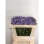 product/img.floraplaza.nl/LSCASTA6-LIVE_fotos-0x0AFAE254092F8D872E236F366C9642B950A1BB6A.jpg
