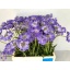 product/img.floraplaza.nl/LSCASTA6-LIVE_fotos-0xB3D661A10F762A5F8A093A05F5630493DD80F186.jpg