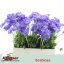 product/img.floraplaza.nl/LSCASTA6-LIVE_fotos-0xD56C27454F4166F011BE44B394E7183C97BC9515.jpg