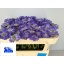 product/img.floraplaza.nl/LSCASTA6-LIVE_fotos-0xF8E62E6BC323EABB1267FDA2EC2783DDDABA1BF2.jpg