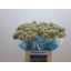 product/img.floraplaza.nl/LSCASTE6-LIVE_fotos-0x9CCE3EE302A040148D9E18A1FD46C0DFA267979D.jpg