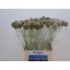 product/img.floraplaza.nl/LSCASTE6-LIVE_fotos-0xC53BD3811ABEF8F11E7DB2E837FA87A5E2D5F65A.jpg
