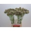product/img.floraplaza.nl/LSCASTE7-LIVE_fotos-0x18A79AB3A46DEB72C985A1CAAD6760D131140D96.jpg