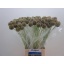 product/img.floraplaza.nl/LSCASTE7-LIVE_fotos-0x2708AE55AEAF398B07A3A2F6EC3A912E17C29D19.jpg