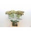 product/img.floraplaza.nl/LSCASTE7-LIVE_fotos-0x4CF0CD71B79531192D9954FC0EFE7B0D7891C893.jpg