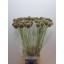 product/img.floraplaza.nl/LSCASTE8-LIVE_fotos-0xEFC33B845CC1D47AB5EE7C1D0EEAAECE75C369D6.jpg
