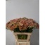 product/img.floraplaza.nl/LSEDSPE60-LIVE_fotos-0x0F095C80A5729502C5FD5D9CA8C39904D40C169E.jpg