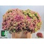 product/img.floraplaza.nl/LSEDSPE60-LIVE_fotos-0x309CB6CF70EC6C2D2CB1A67904B1150B886588C1.jpg