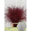 product/img.floraplaza.nl/LSIE-LIVE_fotos-0xCCE0E7B03508038767E638388BD69ED328CE766E.jpg