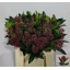 product/img.floraplaza.nl/LSKIRUB35-LIVE_fotos-0x1AD9DC38D4C79A1A4E4247EE02ECC94EADA049CA.jpg
