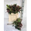 product/img.floraplaza.nl/LSKIRUB35-LIVE_fotos-0xA14EB15B0C25FA97EDED21A758EB3F7C657A4FE4.jpg