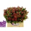 product/img.floraplaza.nl/LSKIRUB35-LIVE_fotos-0xB34163E8747CC79274F367A4FB99C903453CDDE6.jpg