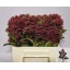product/img.floraplaza.nl/LSKIRUB35-LIVE_fotos-0xB88D2399B85B8396469EE2FED0B802B6F56DDC29.jpg