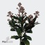 product/img.floraplaza.nl/LSKIRUB4-ART_Fotos-VBN-vbn15049.jpg