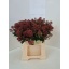product/img.floraplaza.nl/LSKIRUB4-LIVE_fotos-0xAEF219760215632B26E2A80E953F15D926EAC632.jpg