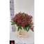 product/img.floraplaza.nl/LSKIRUB4-LIVE_fotos-0xD9476E0D4E4F5A9823262A4CC08D35D07630496F.jpg