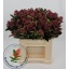 product/img.floraplaza.nl/LSKIRUB4-LIVE_fotos-0xF671CECD86EA3171649BE5752B01D57FAAF62CCF.jpg