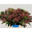 product/img.floraplaza.nl/LSKIRUB5-LIVE_fotos-0x3FDA24C42D57ABD7A5C648587DF91CEE2A19445C.jpg