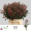 product/img.floraplaza.nl/LSKIRUB5-LIVE_fotos-0x7120C517DD4AA5404F5DE68D8732ECEB04C2F710.jpg