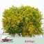 product/img.floraplaza.nl/LSOL6-LIVE_fotos-0x83C7A76D49AE545DFDEBB73AC3375E28C08C8417.jpg