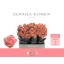 product/img.floraplaza.nl/LSOPL5-ASSORTI_fotos-MVA-Bergroses - Sophia Loren 50cm A1 33.jpg