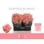 product/img.floraplaza.nl/LSOPL6-LIVE_fotos-0x2410C9A62CE499F3E0D1A14EB2B518775A97687B.jpg