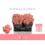 product/img.floraplaza.nl/LSOPL6-LIVE_fotos-0xBB629248B5695D2A6F5A29377477A696A4DA7F3B.jpg