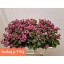 product/img.floraplaza.nl/LSYM5MAGRUBG-LIVE_fotos-0x051C35460C4A3253C32A91713A56CA3F544568DA.jpg