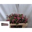 product/img.floraplaza.nl/LSYM5MAGRUBG-LIVE_fotos-0x1B21DD19BF7C6E27F3153037570884327BD71ADF.jpg