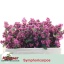 product/img.floraplaza.nl/LSYM5MAGRUBG-LIVE_fotos-0x8372B1FD94C3730F2636EFCF6C9AD29A860D2B47.jpg