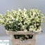 product/img.floraplaza.nl/LSYM7MAGLEML-LIVE_fotos-0x6F164FCD99AA18D2A7BC55B347D588C6E5B8BA12.jpg