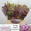 product/img.floraplaza.nl/LSYR4SEN-LIVE_fotos-0x98F90D0BF068E551A77A66A75BD52FC9846D6679.jpg