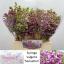 product/img.floraplaza.nl/LSYR4SEN-LIVE_fotos-0xFD03BBBF247C9C75AE5A688B04F0C64E62BF80D9.jpg