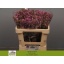 product/img.floraplaza.nl/LSYRDARK5-LIVE_fotos-0x688A6A3C125B1DA5EB523E3BBB8E9650DE1C3439.jpg
