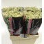 product/img.floraplaza.nl/LTANSINV6-ASSORTI_fotos-MVA-Grootscholten - Matrecaria single vegmo camille.jpg