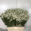 product/img.floraplaza.nl/LTANSINV6-LIVE_fotos-0x01388EAEF87EF6D175151759E3E40625914EA489.jpg