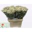 product/img.floraplaza.nl/LTANSINV6-LIVE_fotos-0x2921C55C3C5337686D6CD1FD58E3F25CF30C9658.jpg