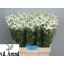 product/img.floraplaza.nl/LTANSINV6-LIVE_fotos-0x4071DE9FA85F278E6336EED65A0237B02EEEFD4D.jpg