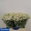 product/img.floraplaza.nl/LTANSINV6-LIVE_fotos-0x63A0524BE49CC824DF7A691ED70381F80C5EB8D5.jpg