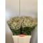 product/img.floraplaza.nl/LTANSINV6-LIVE_fotos-0x9E5558E0F535F1D644547E739E1AC275C181FC46.jpg