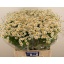 product/img.floraplaza.nl/LTANSINV6-LIVE_fotos-0xA4045D67A1F4BE3034DFFEC45B2E2DE31332DBA9.jpg