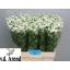 product/img.floraplaza.nl/LTANSINV6-LIVE_fotos-0xA56C9359578D4062256386BEDA1E1AE14E081396.jpg