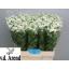 product/img.floraplaza.nl/LTANSINV6-LIVE_fotos-0xA81A8A9BF00F63252209739AE46253030ED36C63.jpg